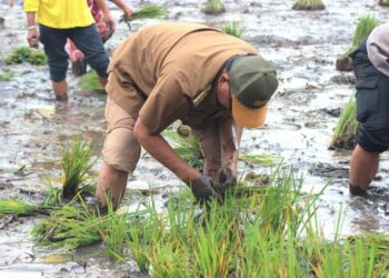 Pemprov Kalsel Optimis Panen Padi Seluas 100 Ribu Hektare Pada Tahun 2023