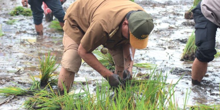 Pemprov Kalsel Optimis Panen Padi Seluas 100 Ribu Hektare Pada Tahun 2023
